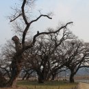 성주 경산리 성밖숲 이미지