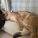 띵까띵까 이미지