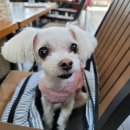 댕댕플레이트 이미지