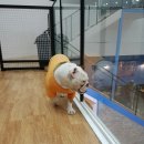 멍멍테라스 이미지