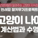 순한고양이 이미지