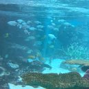 씨월드 | 고베 스마 씨월드 후기 오사카 근교 수족관 필수코스 가볼만한 곳 범고래 공연, 관람 소요 시간