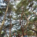 코레일투어 여행(하동송림숲~남해보리암) 이미지