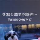 러브 애견 이미지