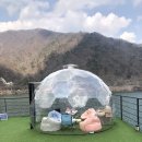 쁘띠독애견펜션 이미지