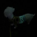 놀면뭐하개 이미지