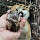 댕댕이# 이미지