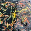 황금연못 이미지