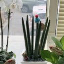 영전내 | 창원 인사이동 공기정화 식물 당일배달 가능한 영전 화분 플라워리미