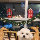 디어마이퍼피 이미지