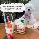 파도 | 태안 애견동반카페 천리포수목원 근처 오션뷰 카페 파도로 후기