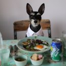 아로목장 이미지