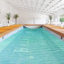 밸런스독 이미지