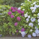 안덕면사무소 앞 이미지