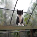 고양이동산 이미지