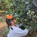 태수농장2 | 자파리감귤체험장서귀포아이들과가볼만한곳 서귀포감귤체험추천