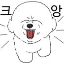 강아지대학로 이미지