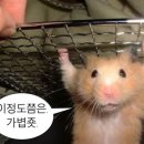 장군점