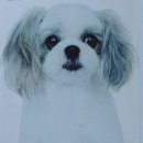 강아지 정거장 이미지