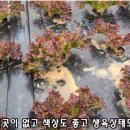 호남종묘농약사 이미지