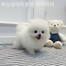 하이퍼피 이미지