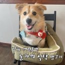 농가식당 | 몽실ฅ 애견동반식당: 강화 농가의 식탁 후기