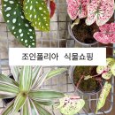식물부자 | 파주 조인폴리아 식쇼 후기, 칼라디움과 부자란 데려왔어요