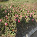 경포호수 4 | 강릉 새댁의 벚꽃 나들이🌸 경포벚꽃축제 &amp; 경포호수광장 다녀온 후기