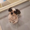 삐삐펫살롱 이미지