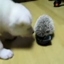 고슴도치