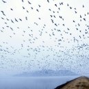 새바라기 이미지