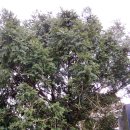 인태목장 | 050116_제주도겨울여행 2박3일 제2일차_산굼부리분화구-성산일출봉-섭지코지-큰엉해안경승지