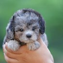 퍼피 비비드 강아지분양 하남미사본점 이미지