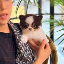 테디 켄넬(TEDDY KENNEL) | 🎈POMERANIAN 'NANHEE' BLANCDE_KENNEL🎈수원 용인 강아지켄넬 파티포메라니안 강아지분양 소개해드립니다...