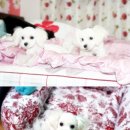 멍돌이와 멍순이 이미지