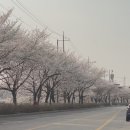 하가농장 | “전주에서 만나는 유일한 출장 분갈이, 모래아일랜드” (가정집)
