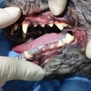 부곡동물병원 이미지