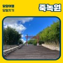 [죽녹원] 담양여행지추천 / 커플여행지추천 / 전주근교여행 / 커플당일치기여행 / 담양가볼만한곳
