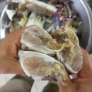 8월22일.숫꽃게,활전어,참조기,먹갈치,병어,통치,홍어,황가오리,덕자,밴댕이젓갈,냉동(오징어,두절황석어,삼치,우럭,대하살,아귀 이미지