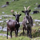 야산염소 이미지