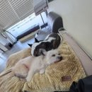 상이로 | 안녕, 상이 친구들 제주애견미용 편안했던 방문 후기 🐶