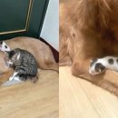 멍멍이와냥이