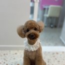 댕데이 이미지