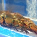 수상한 해물 포차 이미지