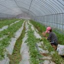 오방농장 이미지