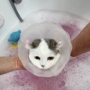 고양이무마취미용 무냥무냥 대구점 이미지