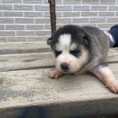 수아켄넬 이미지