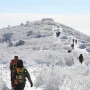 태백 Daum카페