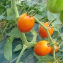 김순옥농장 이미지