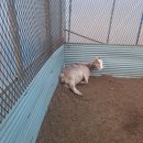 아기염소 이미지